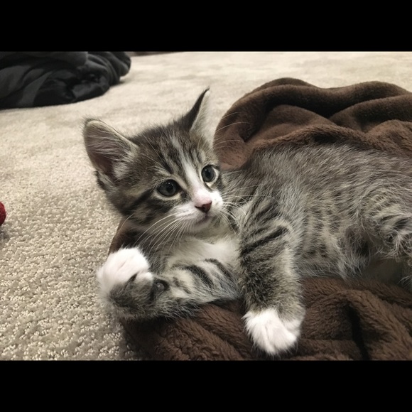 Meet your Posher, Sierra - Picture 2 of 2